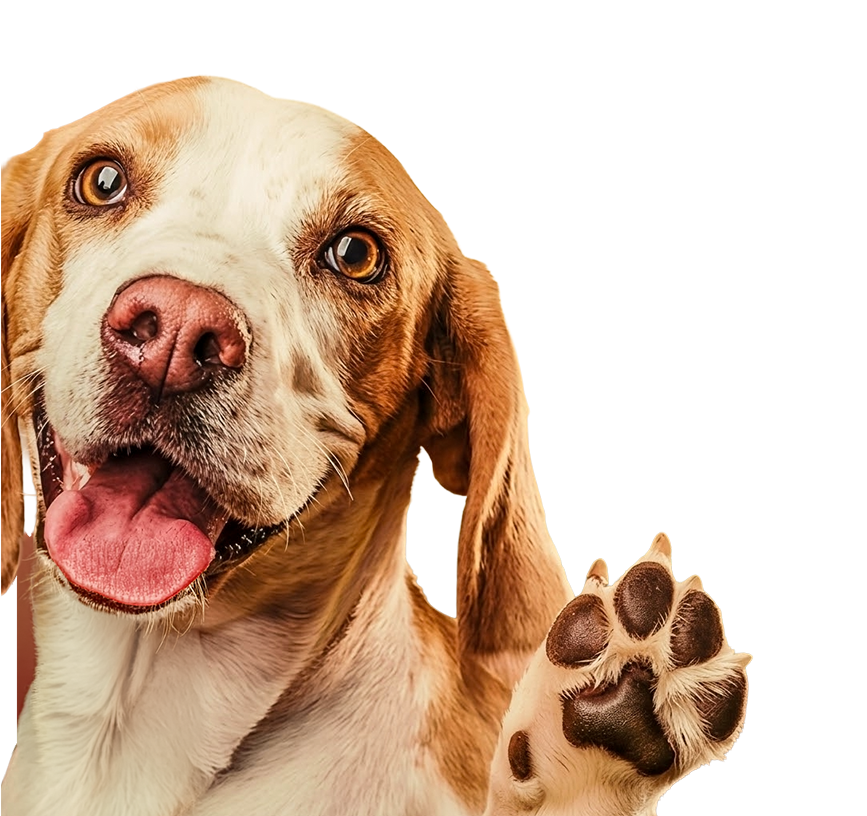 Premium pet supplies banner